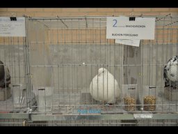 Concurso de Palomas 2012